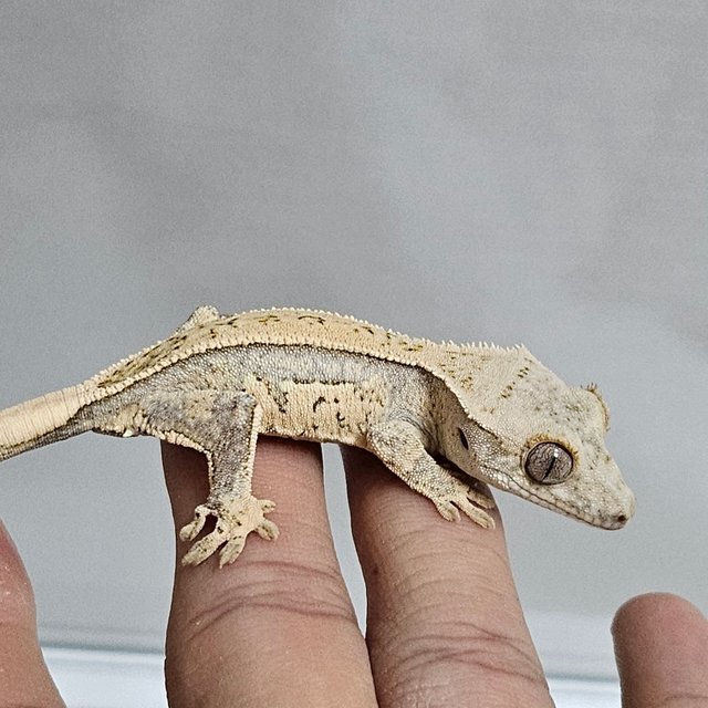 노멀 쿼드 화이트스팟