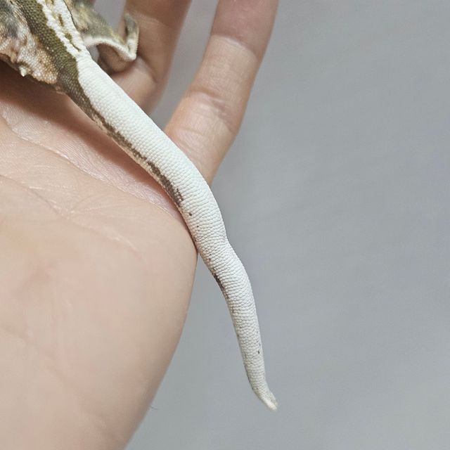 노멀 쿼드 블랙 화이트