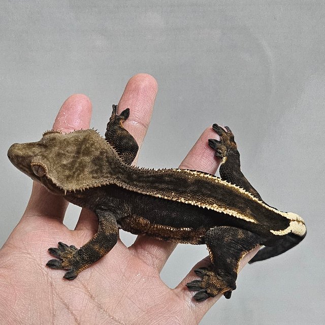 슈퍼스트라이프 엠티백 다크 블랙