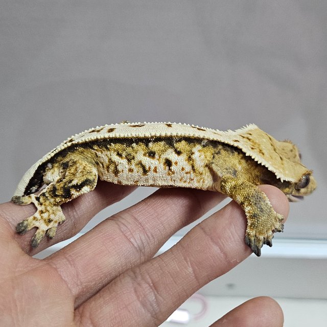 트라이 익스트림할리퀸 쿼드 풀핀 텐저린