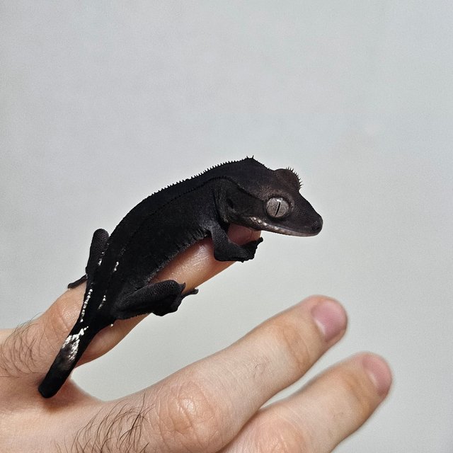 아잔틱 패턴리스 팬텀 다크 블랙