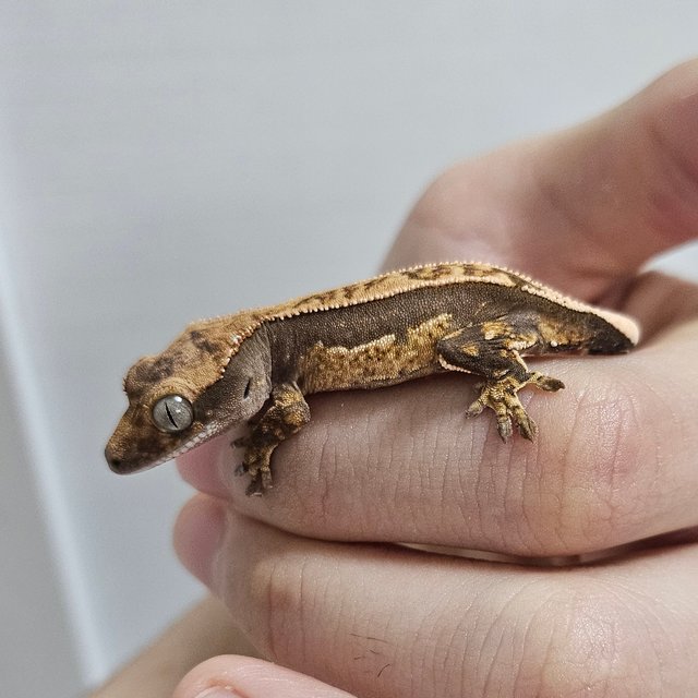 100%헷아잔틱 쿼드 핀스트라이프