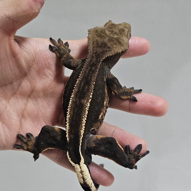 슈퍼스트라이프 엠티백 다크 블랙