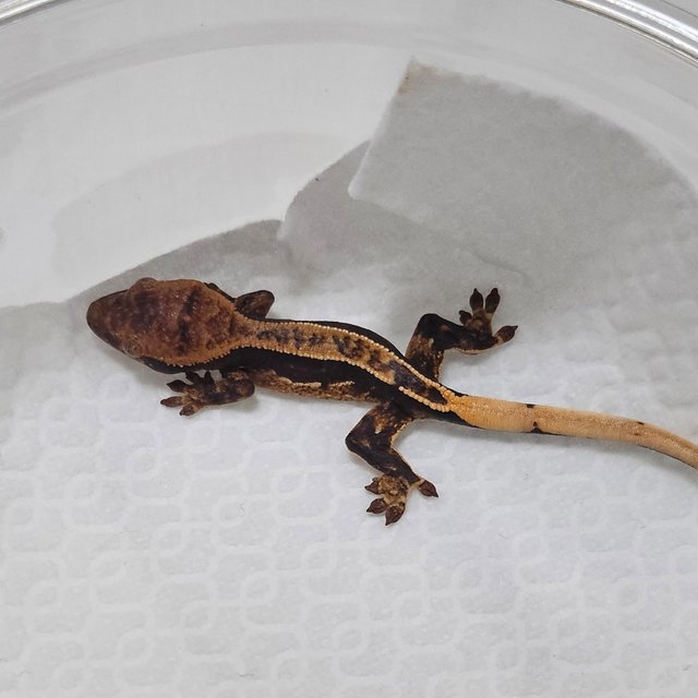 100%헷아잔틱 쿼드 핀스트라이프