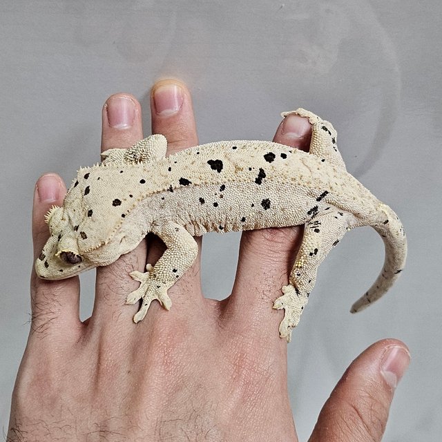 달마시안 슈퍼달마시안