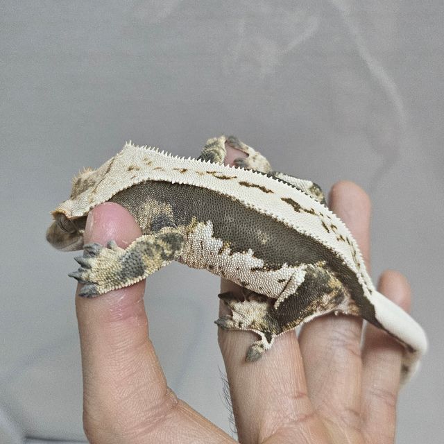 노멀 쿼드 블랙 화이트