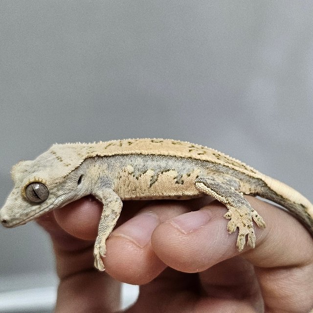 노멀 쿼드 화이트스팟