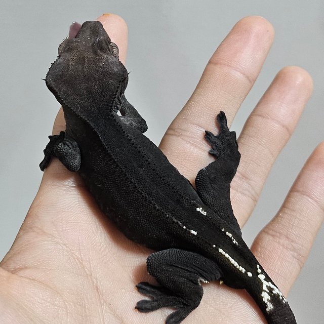 아잔틱 패턴리스 팬텀 다크 블랙