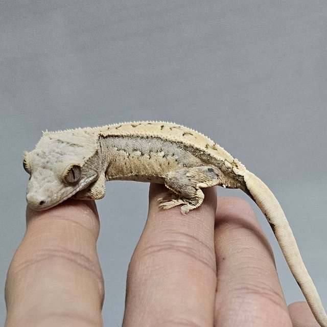 노멀 쿼드 화이트스팟