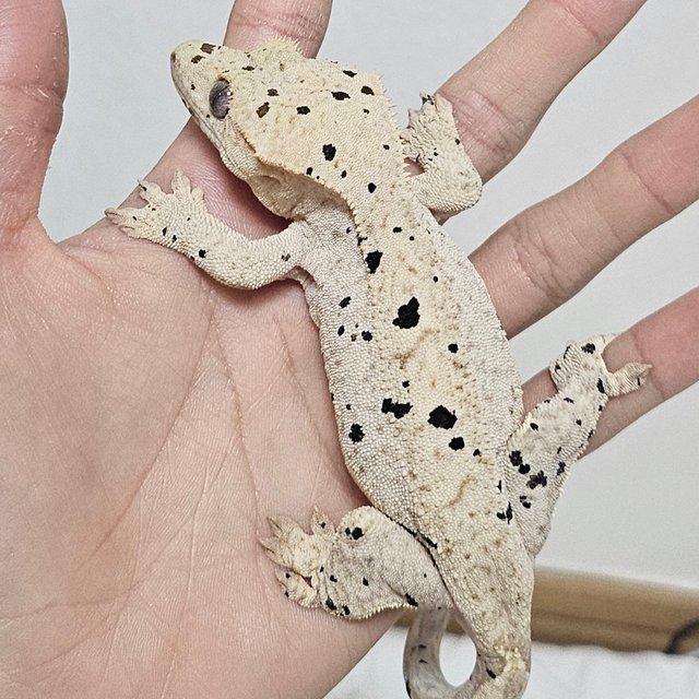 달마시안 슈퍼달마시안