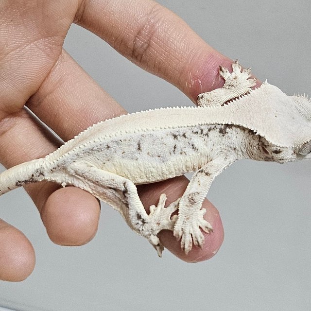 릴리화이트 솔리드백 화이트스팟