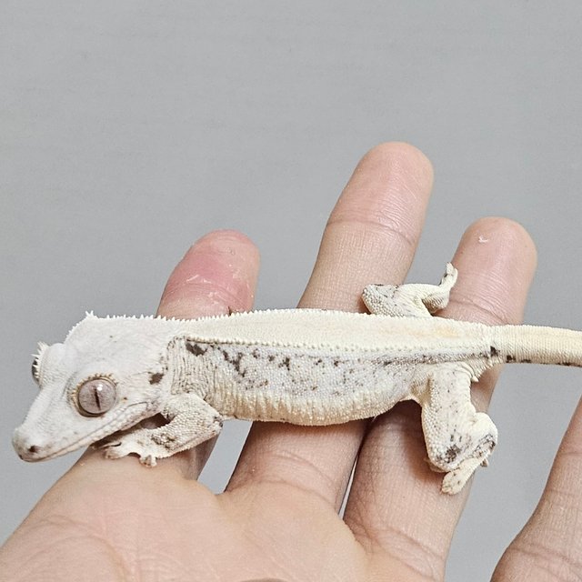 릴리화이트 솔리드백 화이트스팟