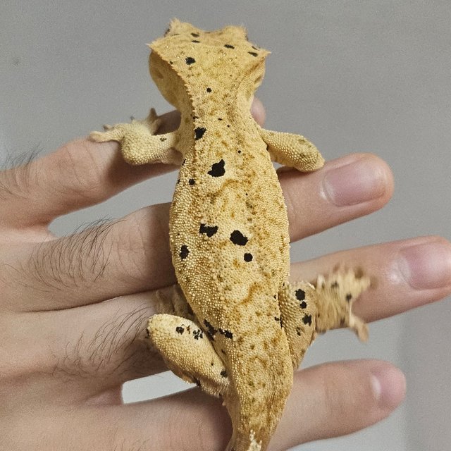 달마시안 슈퍼달마시안