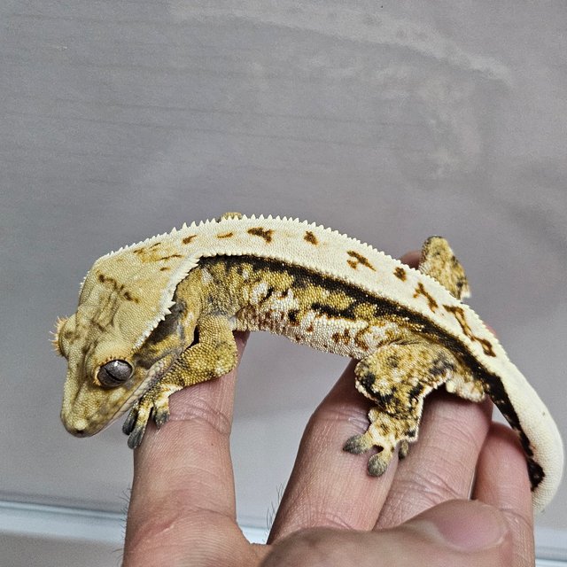 트라이 익스트림할리퀸 쿼드 풀핀 텐저린