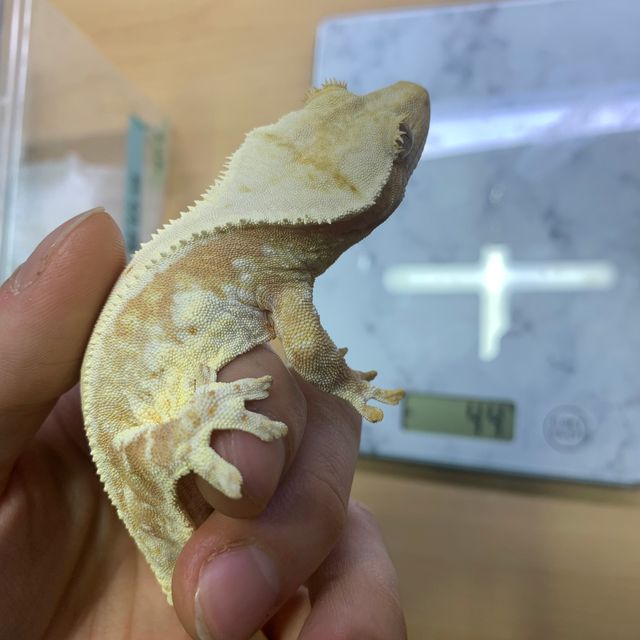 릴리화이트 크림