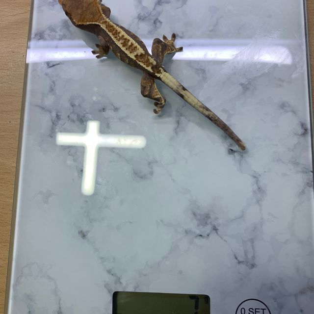 카푸치노 트라이 화이트핀