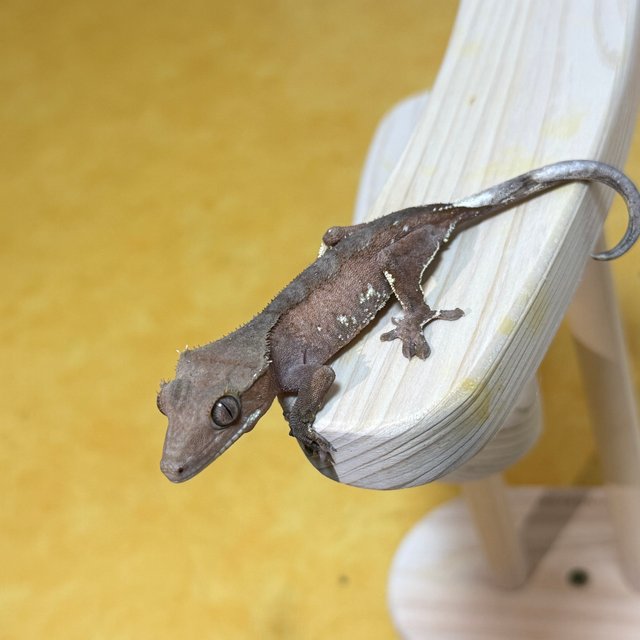 레드 바이 화이트포트홀