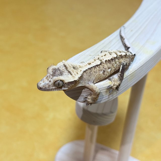 노멀 브린들 할리퀸