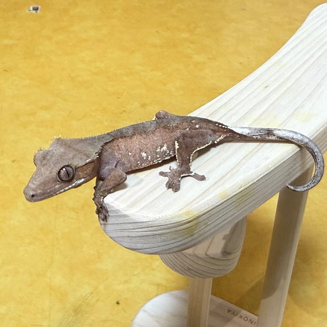 레드 바이 화이트포트홀