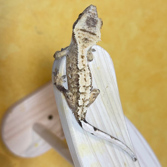 노멀 브린들 할리퀸