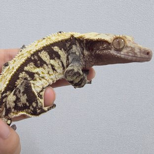 트라이 익스트림할리퀸