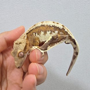 크림 릴리화이트