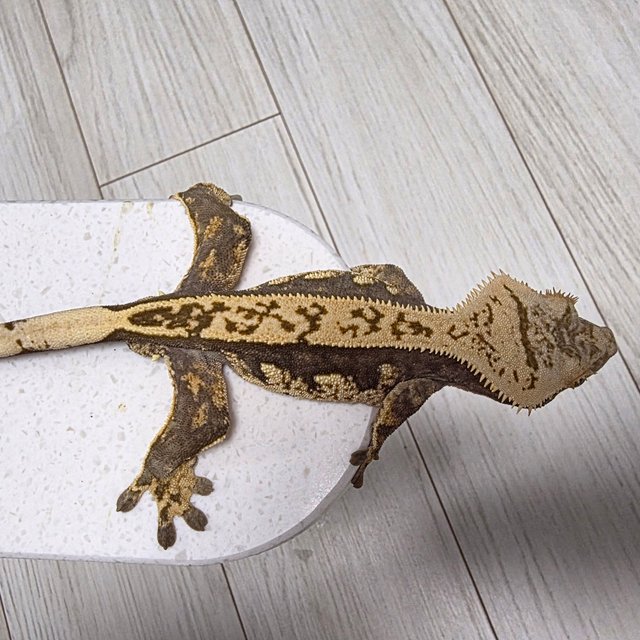 익스트림할리퀸