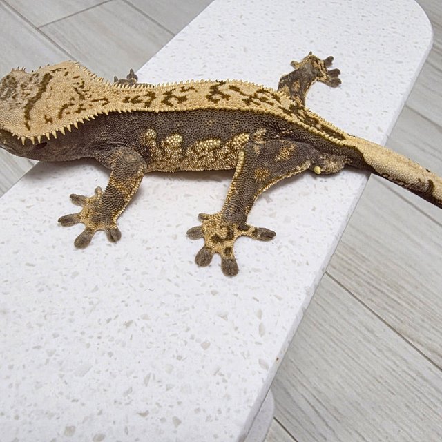 익스트림할리퀸