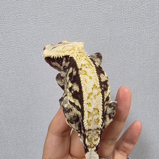 트라이 익스트림할리퀸