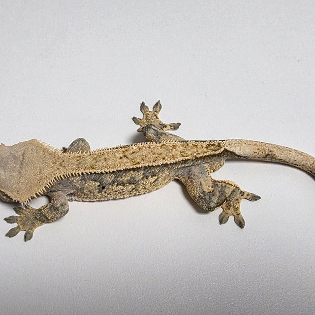 트라이 익스트림할리퀸