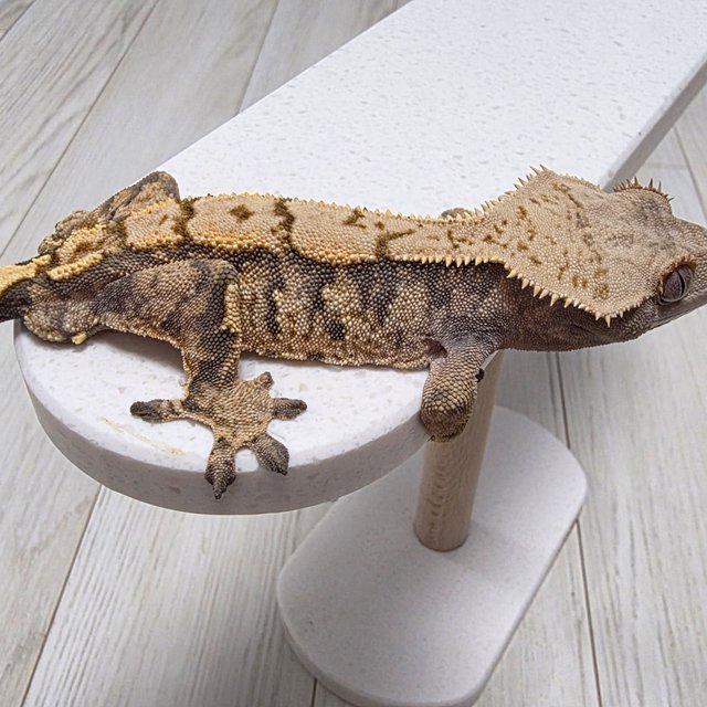 텐저린 트라이 익스트림할리퀸