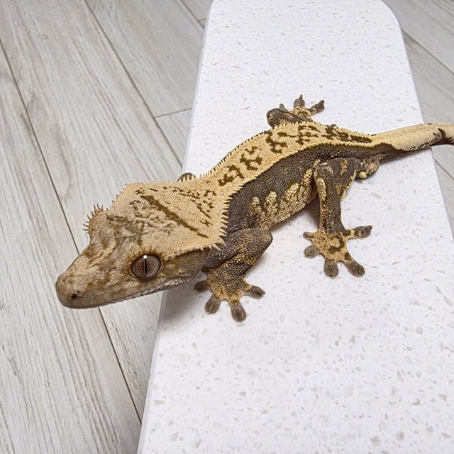 익스트림할리퀸