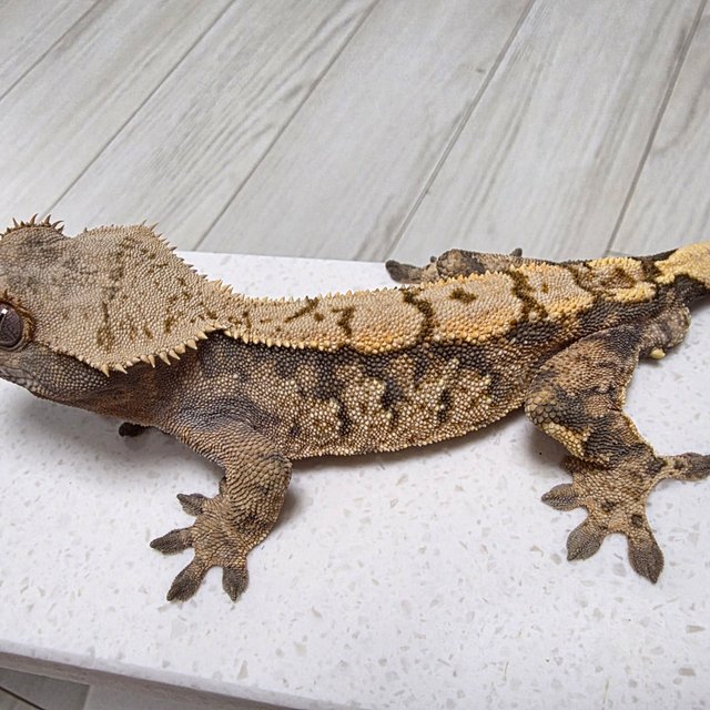 텐저린 트라이 익스트림할리퀸