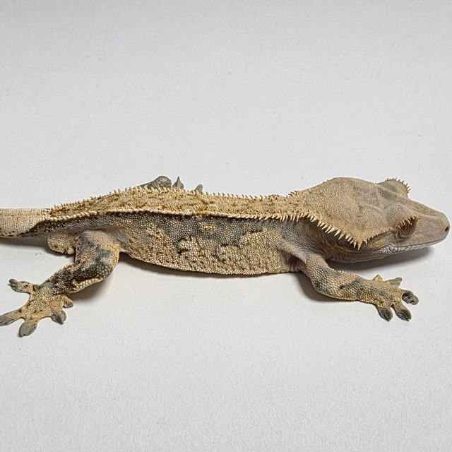 트라이 익스트림할리퀸