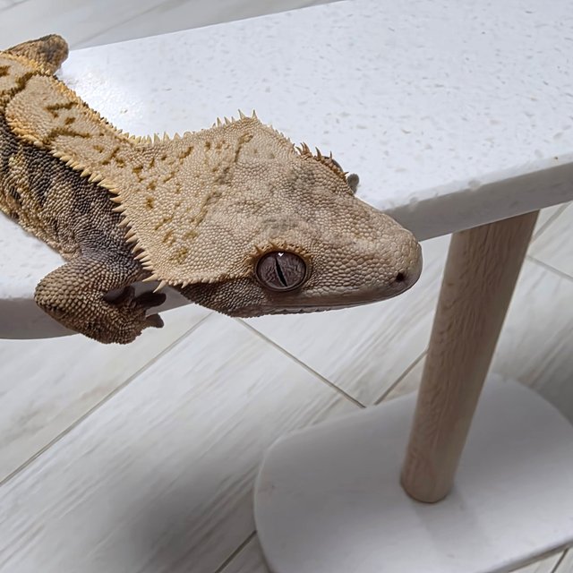 텐저린 트라이 익스트림할리퀸