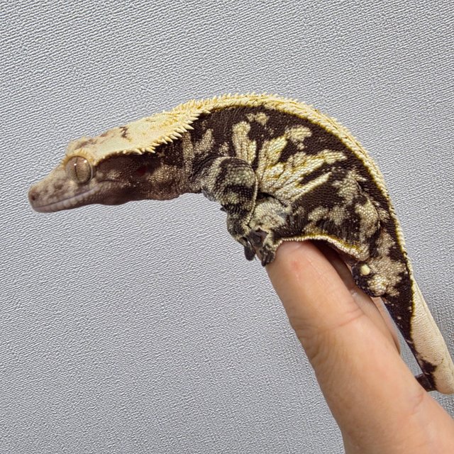 트라이 익스트림할리퀸