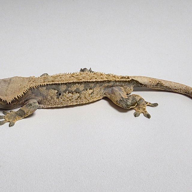 트라이 익스트림할리퀸