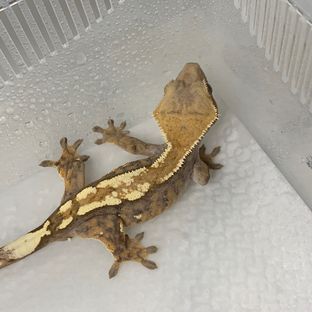 세이블