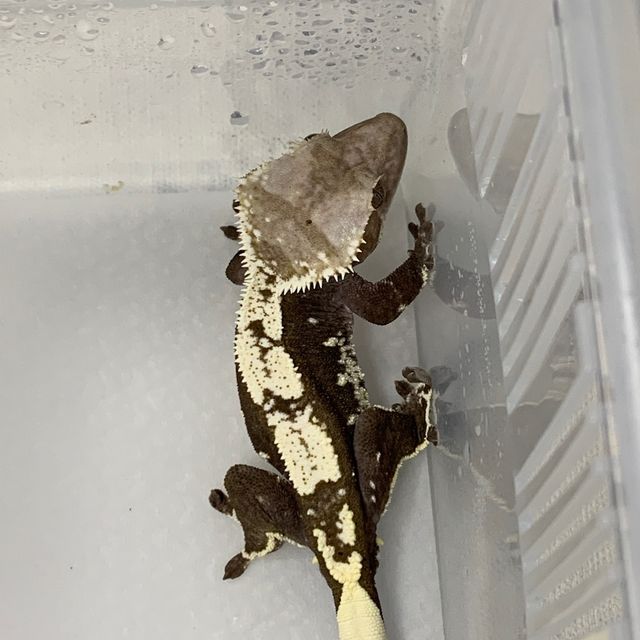아잔틱
