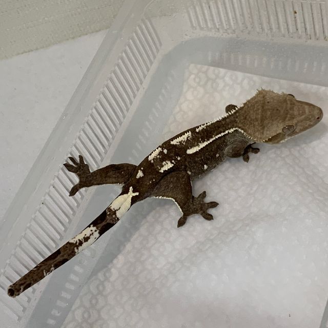 아잔틱