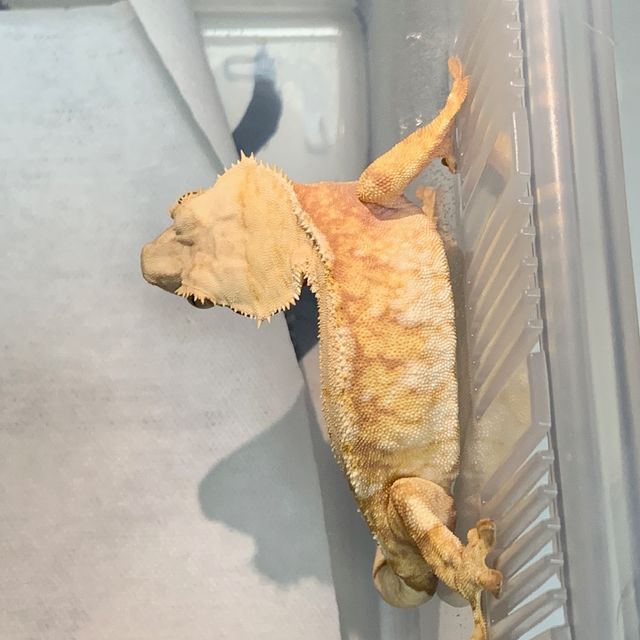 레드 트라이 익스트림할리퀸