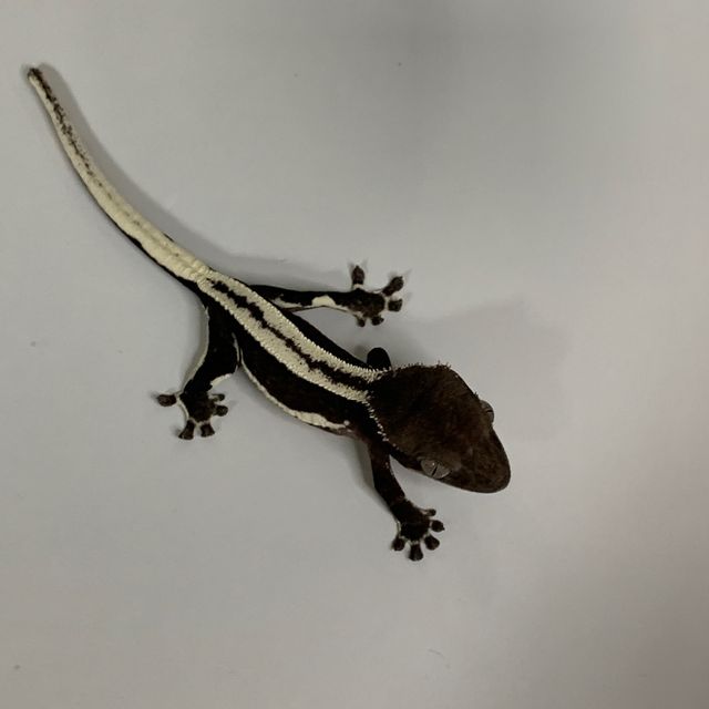 릴잔틱