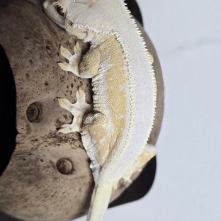 릴리화이트 크림시클