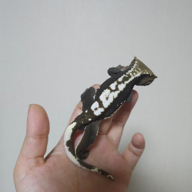 아잔틱