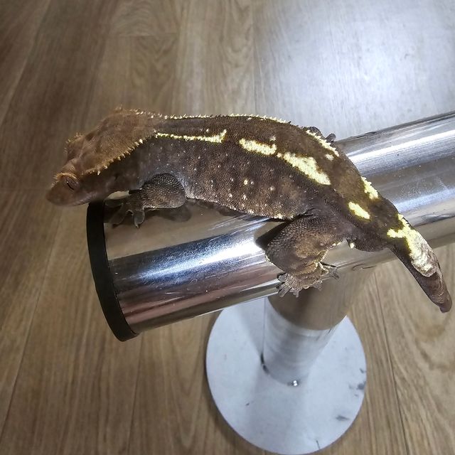 카푸치노