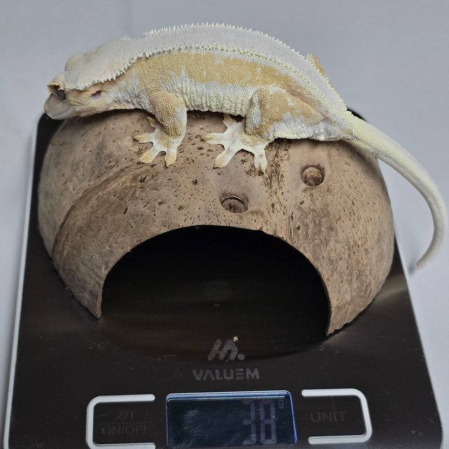 릴리화이트 크림시클