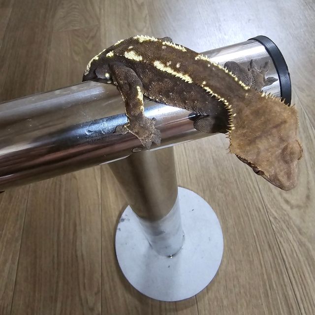 카푸치노