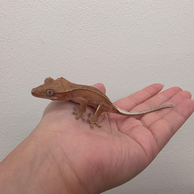 레드 바이 화이트포트홀