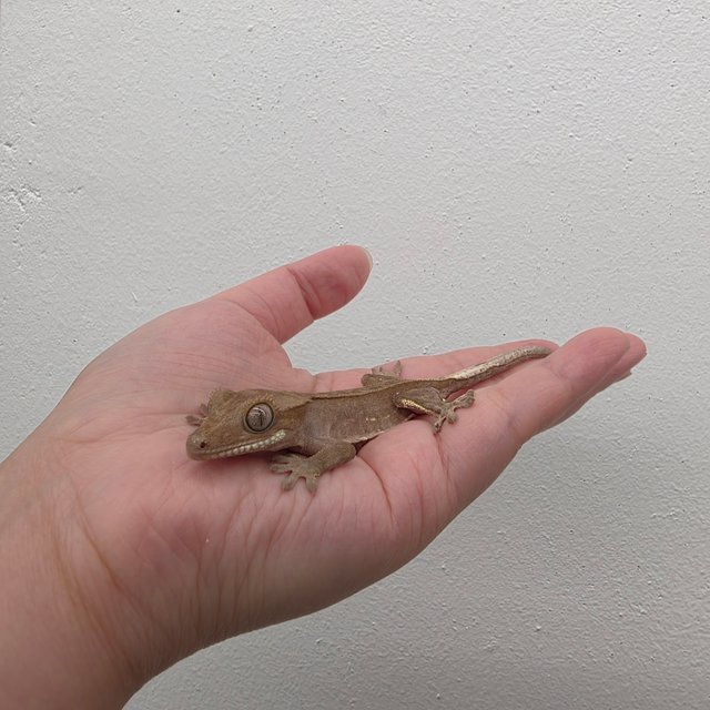 레드 바이 화이트포트홀