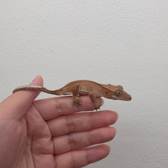 레드 바이 화이트포트홀